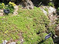 Thymus Serpyllum cv Bressingham (fam Lamiacees) (03) (Photo F. Mrugala)